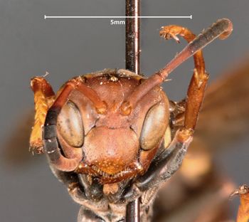 Media type: image;   Entomology 30831 Aspect: head frontal view